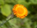 Blume Blume