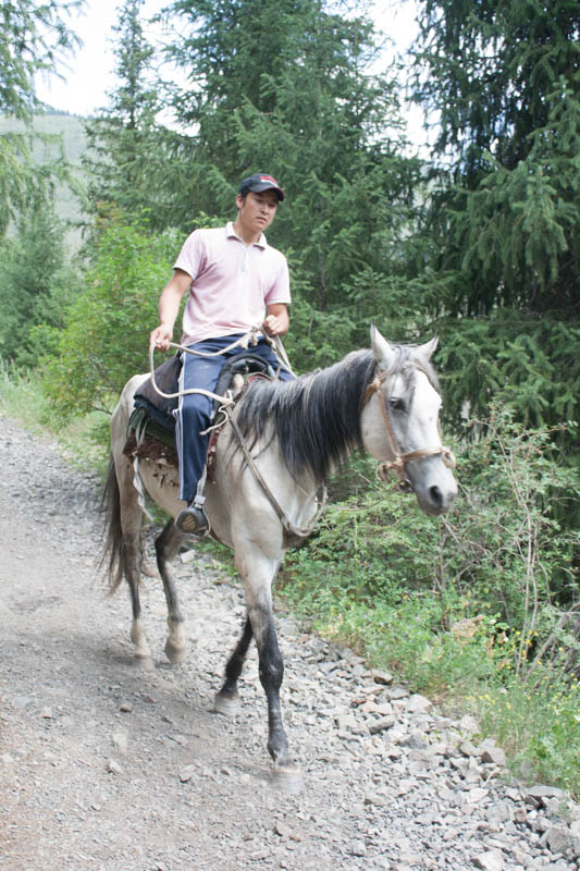 Pferde am Koindy See, Kasachstan
