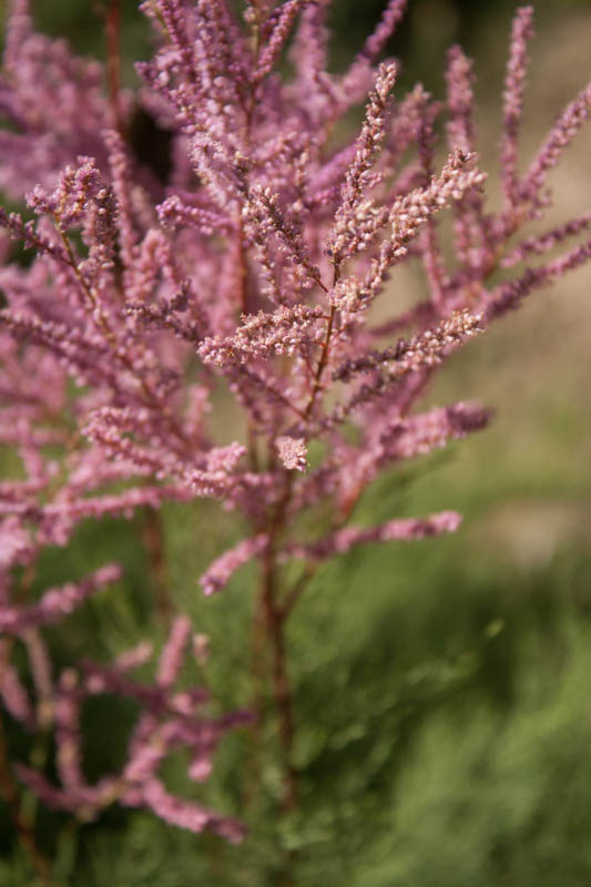 Blüht Rosa