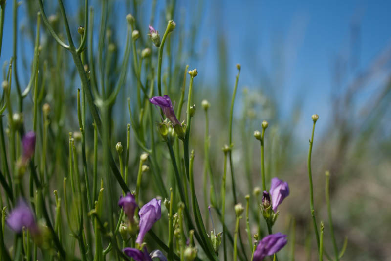 Steppe