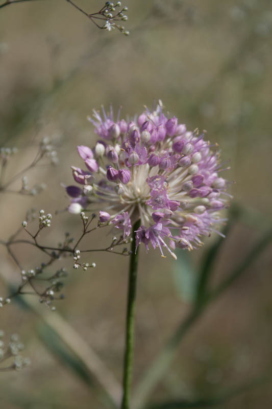 Allium (Lauch)