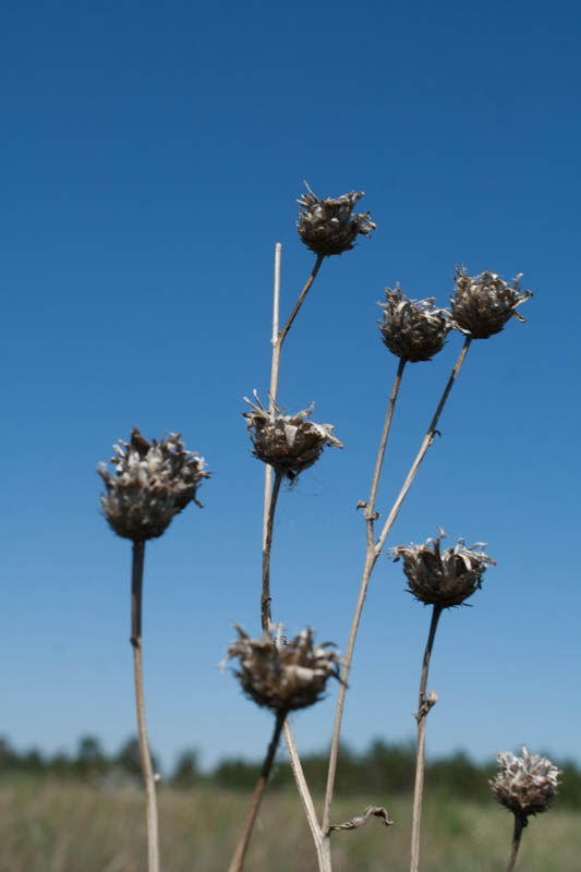 Fruchtstand Centaurea