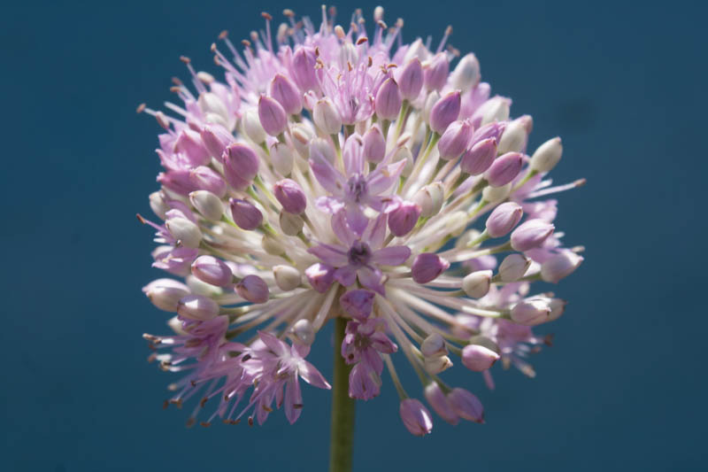 Allium