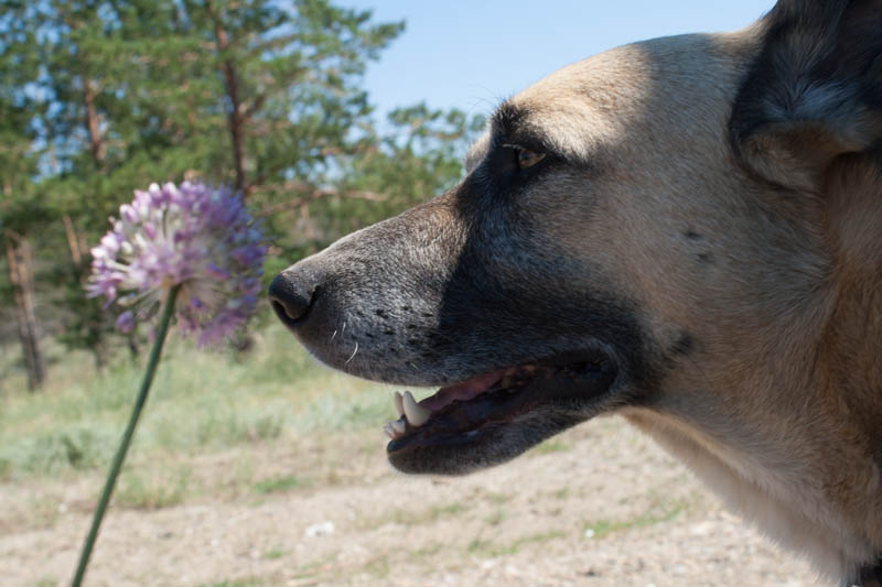 Steppe