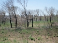 Steppe Steppe