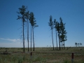 Steppe Steppe