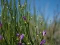 Steppe Steppe
