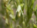 Onosma? (Lotuswurz?) Onosma? (Lotuswurz?)