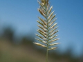 Steppe Steppe