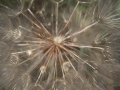 Steppe Steppe
