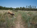 Steppe Steppe