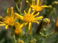 Senecio Jacobaea? (Jakobskraut) Senecio Jacobaea? (Jakobskraut)