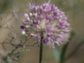 Allium (Lauch)