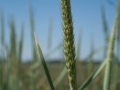 Steppe Steppe