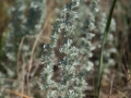 Steppe Steppe