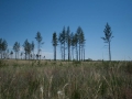 Steppe Steppe