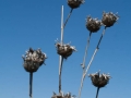 Fruchtstand Centaurea Fruchtstand Centaurea