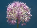 Allium Allium