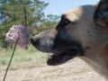 Steppe Steppe