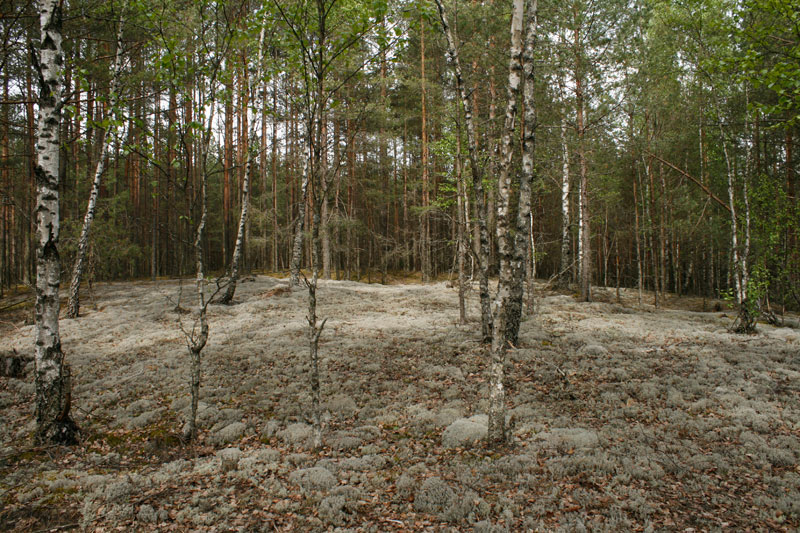 Wald Flechten