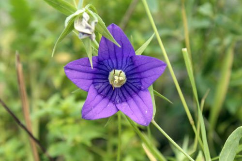 Campanula (ramosissima?)