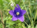 Campanula (ramosissima?)