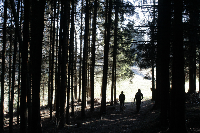 Waldschatten