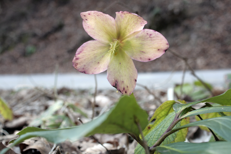 Christrose (Helleborus) Christrose (Helleborus)
