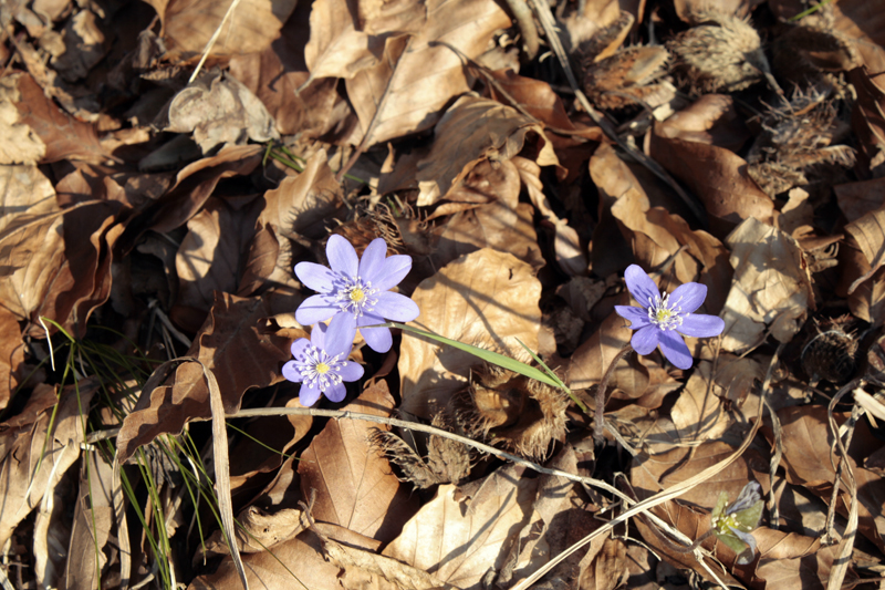 Leberblümchen (Hepatica) Leberblümchen (Hepatica)