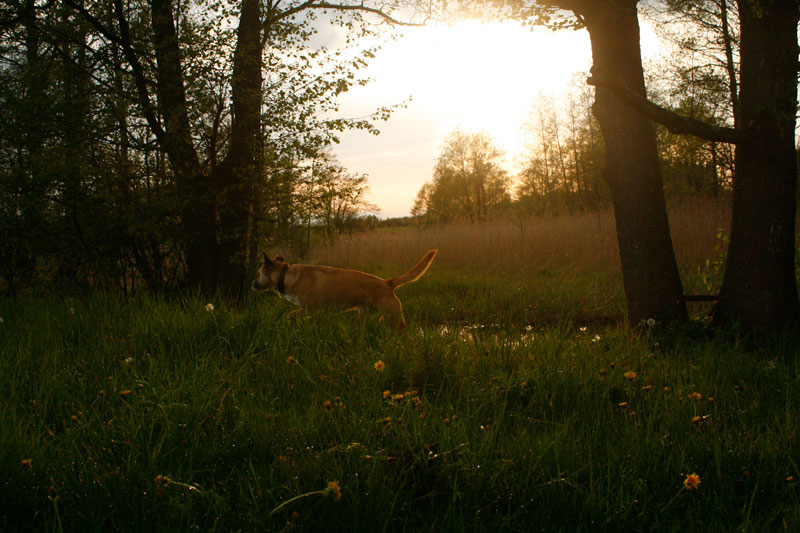 Sonnenuntergang an der Czarna Hancza