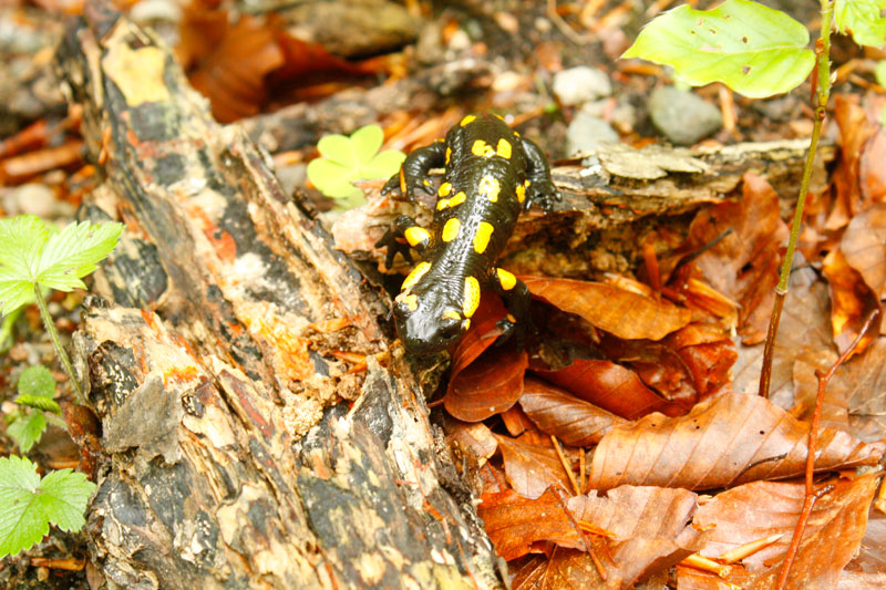 Feuersalamander Feuersalamander