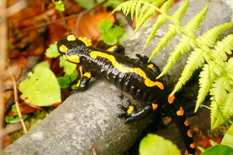 Feuersalamander Feuersalamander