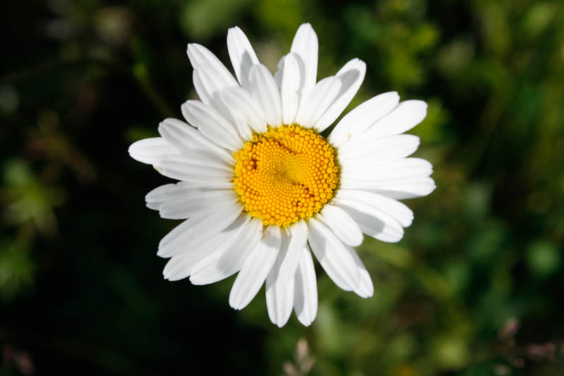 Margeriten mag ich Margeriten mag ich