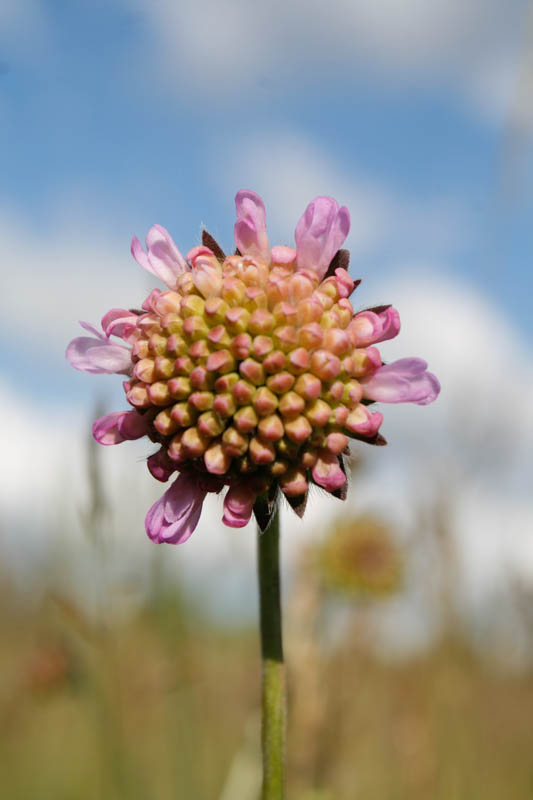 Ackerwitwenblume Ackerwitwenblume