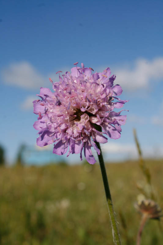 Ackerwitwenblume (Knautia Arvensis) Ackerwitwenblume (Knautia Arvensis)
