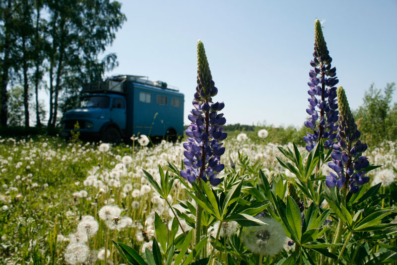 Scherer und die Lupinen Scherer und die Lupinen