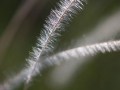 Steppengras (Stipa pennata) fotografiert von Matthias