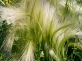 Gras Gras