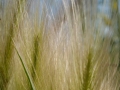 Gras Gras