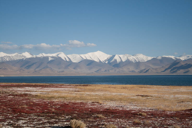 Salzliebende Pflanze am Karakul