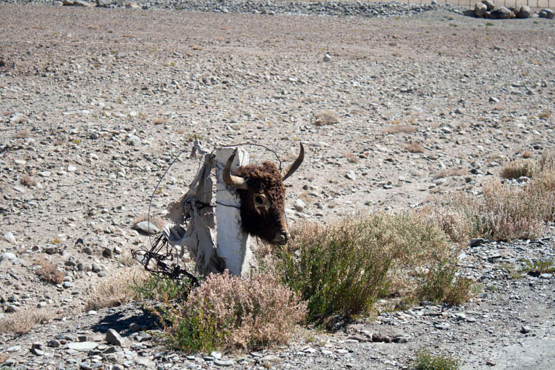 Kopf bei Karakul