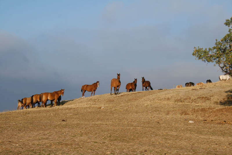 Pferde am Tahtakaraca-Pass